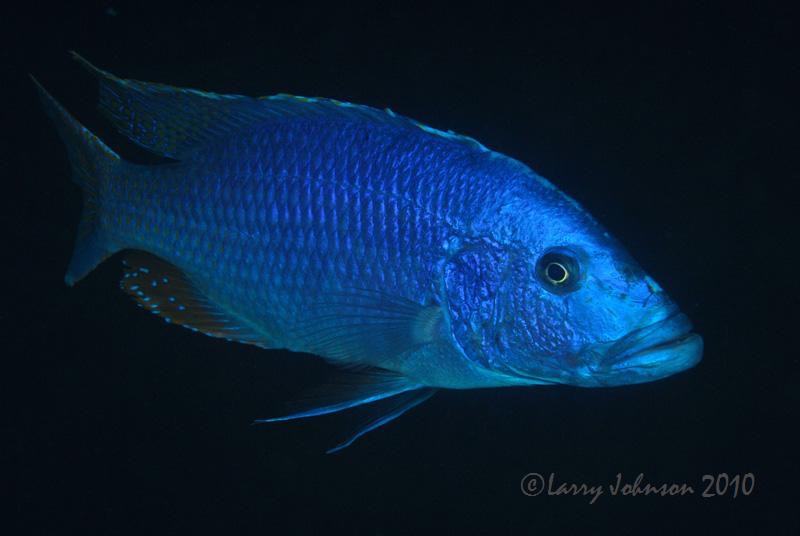 Tyrannochromis nigriventer 'Taiwanee Reef'